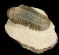 Inch Reedops Trilobite - Great Eyes #4931-2